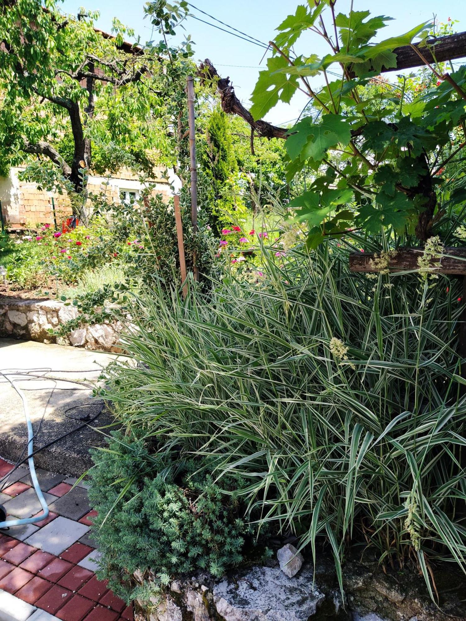 Guest House Bee Вісоко Екстер'єр фото