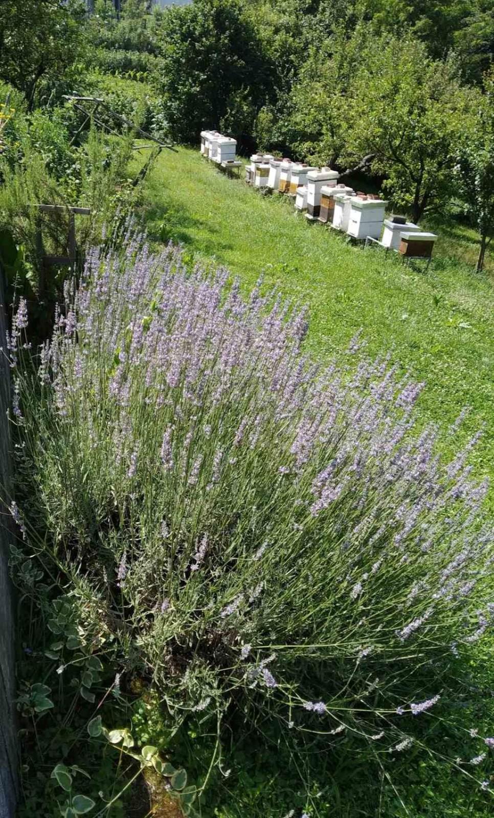 Guest House Bee Вісоко Екстер'єр фото