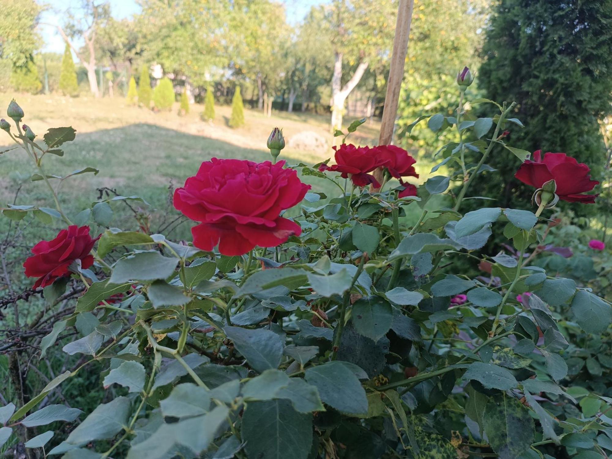 Guest House Bee Вісоко Екстер'єр фото